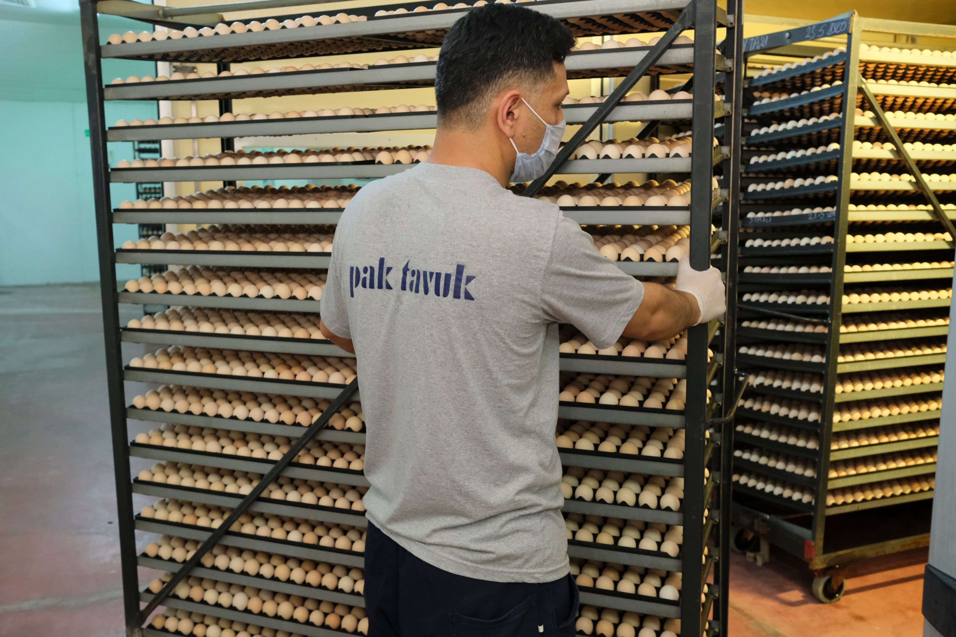 Hatchery staff loading an egg trolley