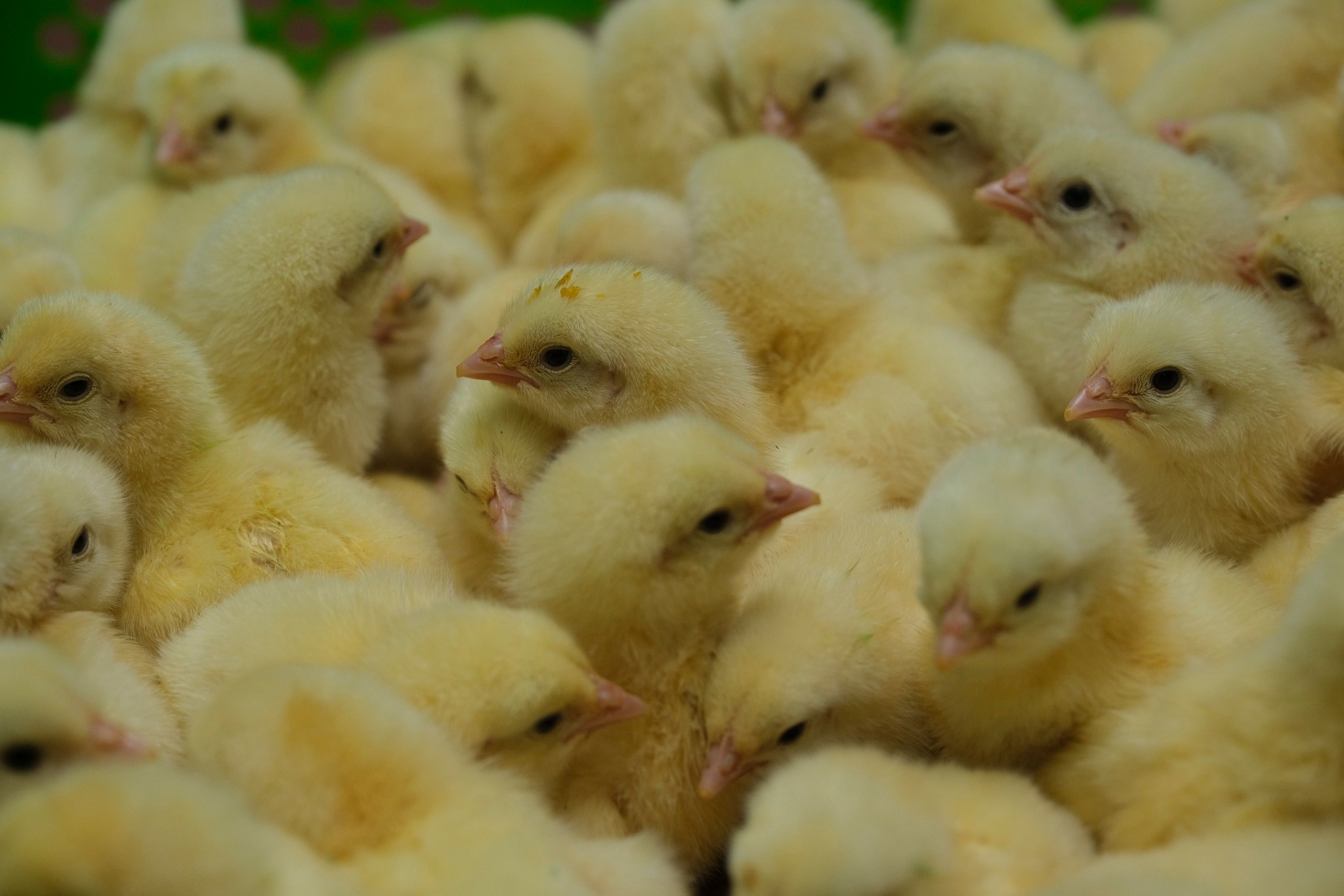 Day‑old chicks at the Samandıra hatchery