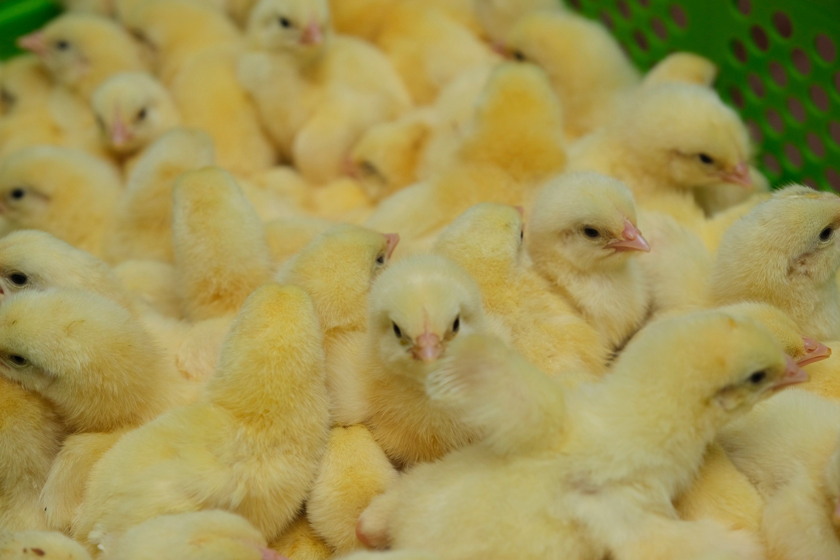 Day‑old chicks at the hatchery
