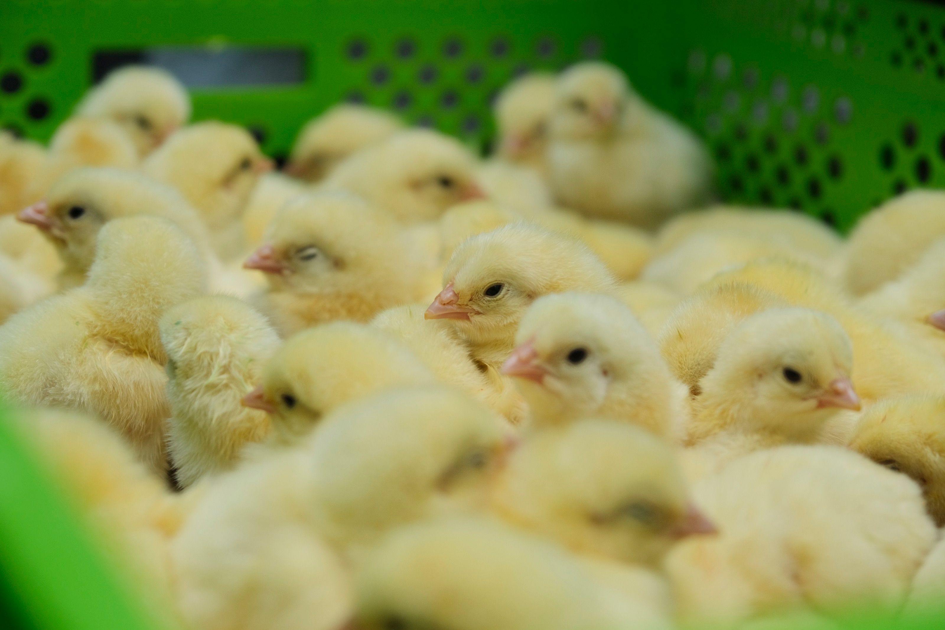 Day‑old chicks in a crate