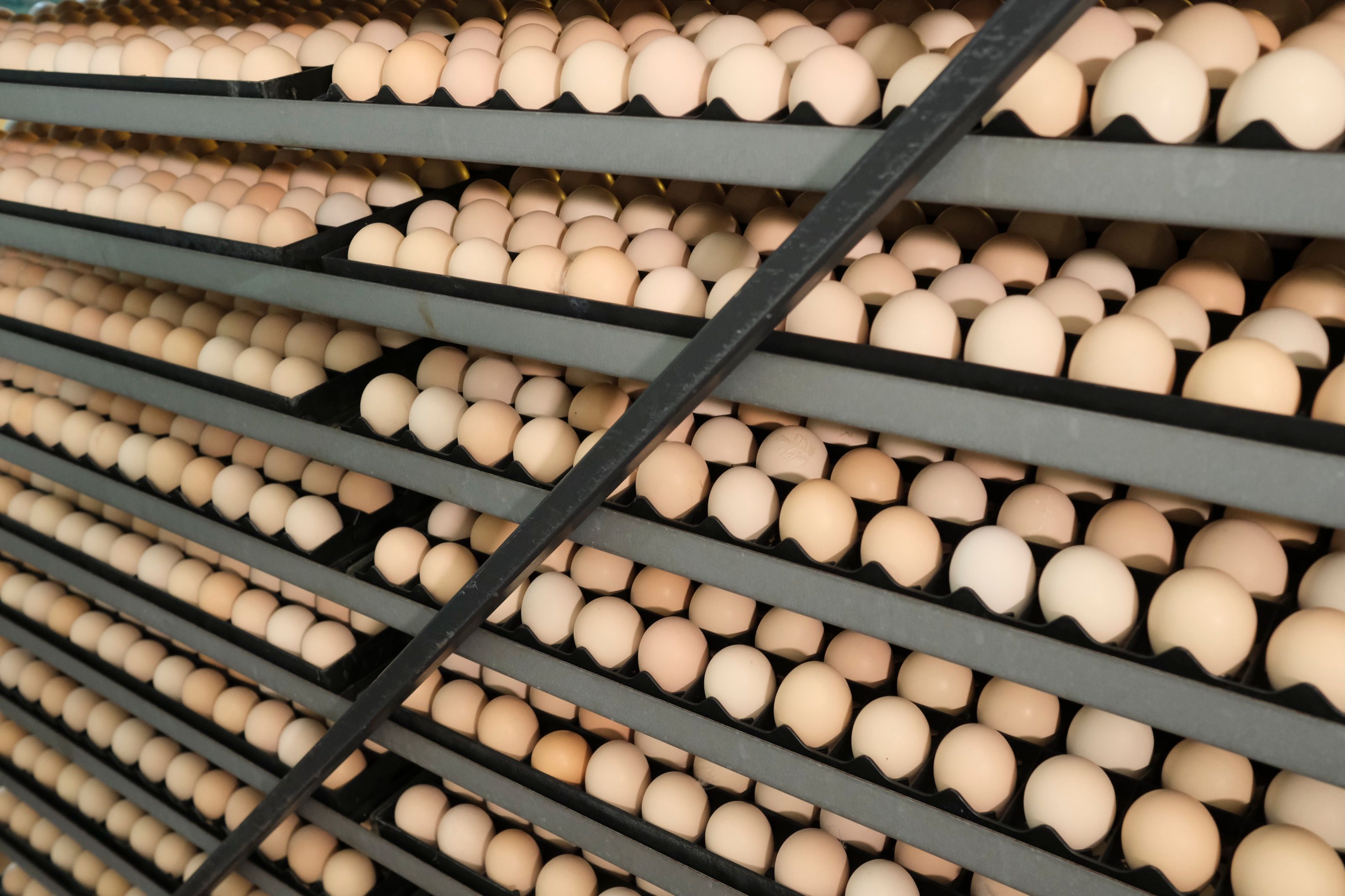 Hatching eggs on setter trays at the Samandıra hatchery