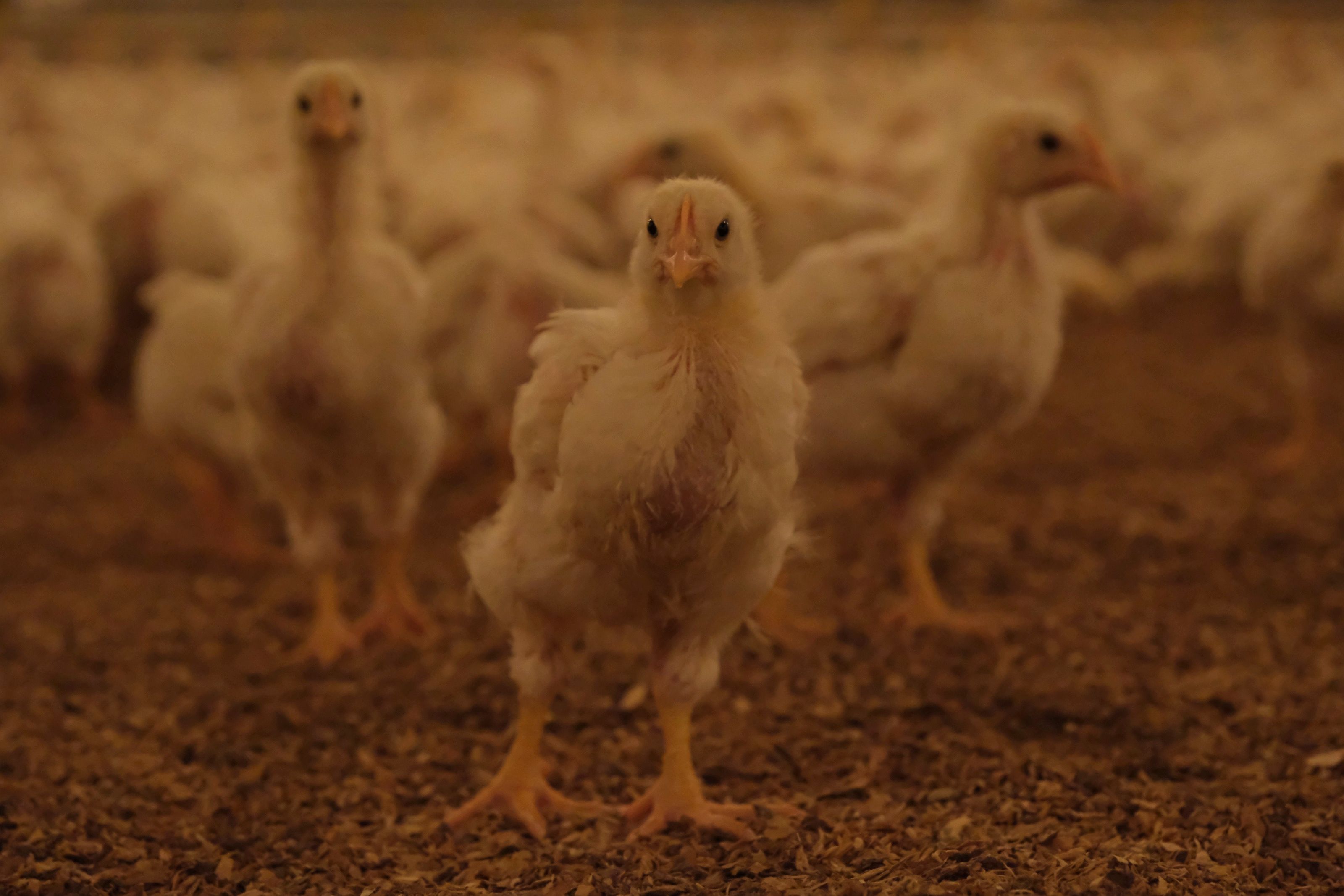 Yündolan yetiştirme çiftliğinde genç damızlıklar